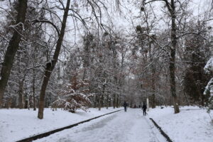 Алеї парку Психоневрологічний диспансер ім. Ющенка