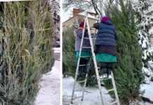 У Вінниці крони вічнозелених дерев огортають спеціальною сіткою