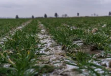 Аграрії Вінниччини завершили засів озимих культур на ключових площах