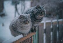 На Вінниччині очікують мокрий сніг із дощем та морози