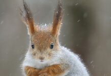 Погода у Вінниці на суботу, 1 лютого: хмарно, але без опадів Погода у Вінниці