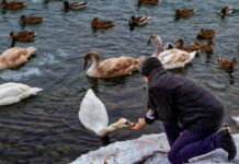 Як допомогти лебедям під час зимівлі: правильне харчування і турбота