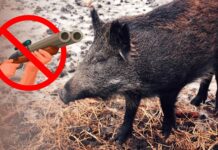 На Вінниччині заборонили полювання через загрозу африканської чуми свиней