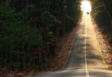 Цьогоріч в Україні збудують майже 17 км лісових доріг з твердим покриттям