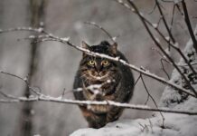 У Вінниці 23 лютого очікується ясна погода без опадів