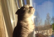 Зима відступає: в Україну заходить останній лютневий циклон який принесе дощ та мокрий сніг