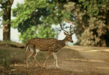 На Вінниччині відновлюється популяція плямистого та благородного оленів