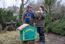 День бабака без глядачів: харківський Тимко ІІІ передбачив погоду на весну