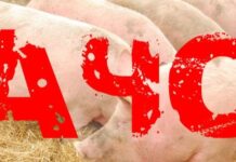 У Гайсинському районі тривають карантинні заходи через Африканську чуму свиней
