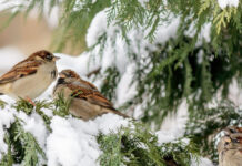 Якою буде погода у Вінниці 24 лютого