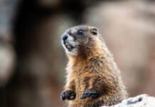 Прогноз погоди у Вінниці на 8 лютого: хмарно, без опадів погода у Вінниці