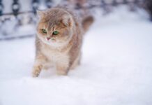 Прогноз погоди у Вінниці 6 лютого