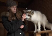 Вінничанка піклується про п’ять лисиць і двох єнотів: історія зооволонтерки