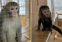 Реабілітаційний центр для тварин переїхав до Вінниці після обстрілу Запоріжжя