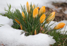 У Вінниці почали боротьбу з незаконним продажем рідкісних первоцвітів