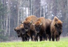 На Вінниччині зафіксували найбільшу популяцію зубрів в Україні