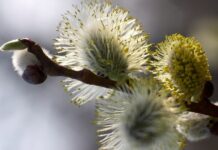 Погода у Вінниці 28 березня: хмарно, але тепло