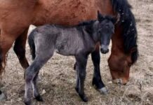 У «Кармелюковому Поділлі» народилися лошата