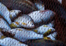 З 1 квітня у Вінницькій області вводять заборону на лов риби