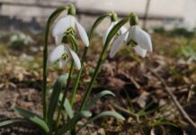 Весняне рівнодення: Погода у Вінниці на 21 березня