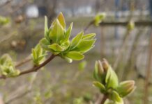 Прогноз погоди у Вінниці на 23 квітня Погода у Вінниці