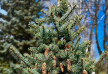 У Вінниці прикрасили вулиці нові ялинки, клени та квітники