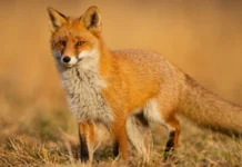 У Вінницькій області збільшилася кількість диких тварин