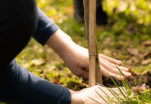 У Вінниці висаджуватимуть “Сад підтримки” біля музею Пирогова