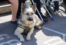 Службові собаки Альфа та Кай допомагають пораненим гвардійцям у реабілітації