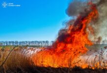 Пожежі на Вінниччині: вигоріло понад 12 гектарів, постраждав чоловік