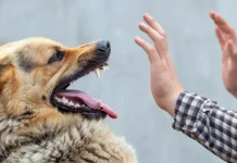 У Вінницькій області виявили понад 360 випадків укусів тваринами за місяць