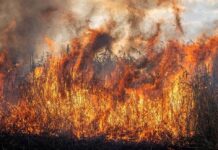 У Вінниці склали 26 протоколів за спалювання сухостою