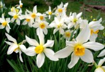 Сьогодні у Вінниці сонячно та без опадів