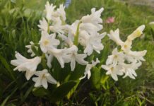 Погода у Вінниці на 5 квітня: похмуро і дощ