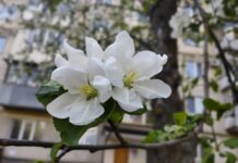 Погода у Вінниці на пʼятницю, 25 квітня