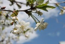 Погода у Вінниці 28 квітня: ясне небо й теплий день