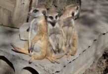 Весняний Подільський зоопарк запрошує у світ тварин і нових розваг