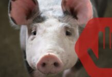 Африканська чума свиней на Вінниччині: дев’ять сіл в зоні карантину