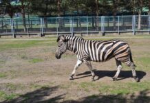 Подільський зоопарк отримав «відмінно» від екологів Вінниччини