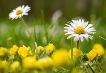 У Вінниці 12 травня очікується сонячна та тепла погода без опадів