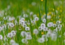 Сьогодні у Вінниці очікується дрібний дощ погода у Вінниці