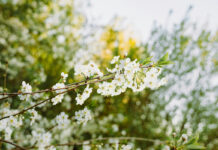 Прогноз погоди у Вінниці на 1 травня