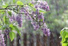 Прогноз погоди у Вінниці на неділю