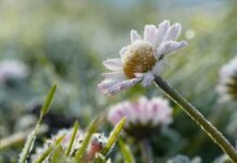 У Вінницькій області очікуються заморозки до -3°C