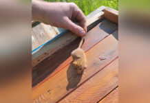 На Вінниччині виявили рідкісного гризуна — ліщинового вовчка