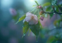 Прогноз погоди у Вінниці 11 травня