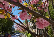 Погода у Вінниці на 3 травня: дощова друга половина дня та народні прикмети