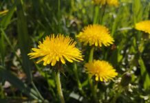 Погода у Вінниці на п’ятницю, 9 травня Прогноз погоди на п'ятницю у Вінниці