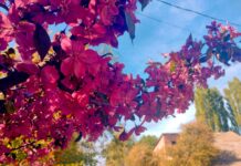 Погода у Вінниці на 10 травня: дощі, прохолода та народні прикмети