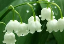 Погода у Вінниці 23 травня